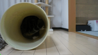 Weeeeeeeeeeee! GIF - Fun Cat Rolling GIFs