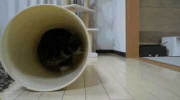 a cat is sleeping in a yellow bucket on a wooden floor