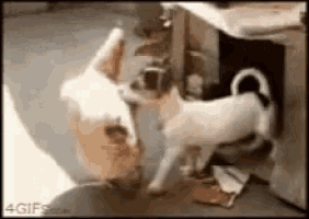 a dog and a cat are playing with each other in a kitchen