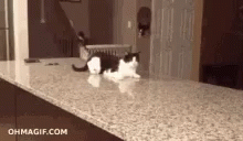 Fall Cat GIF - Fall Cat Freaked Out GIFs