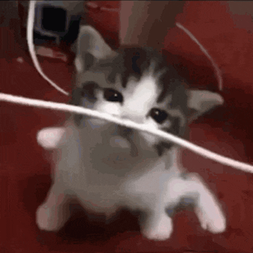 a gray and white kitten is playing with a rope .