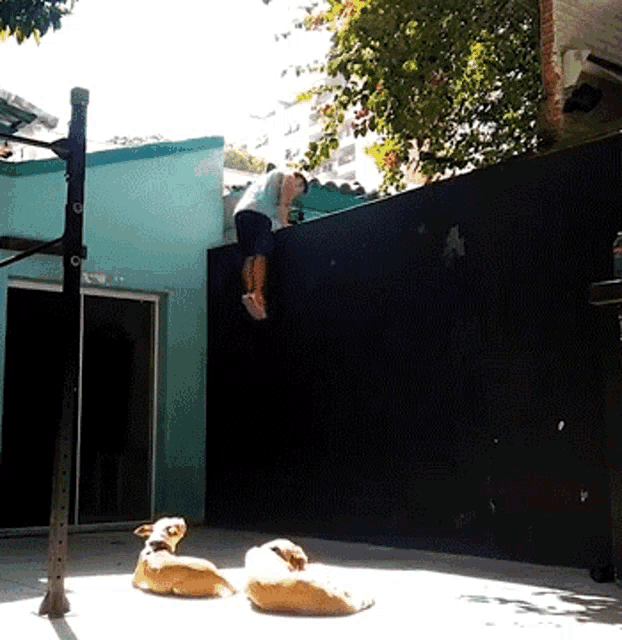 a man is doing a trick on a wall with two dogs laying on the ground