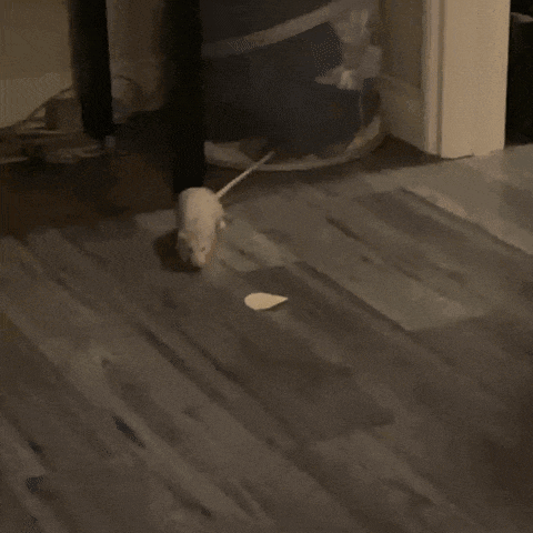 a white cat is playing with a toy mouse on a string .