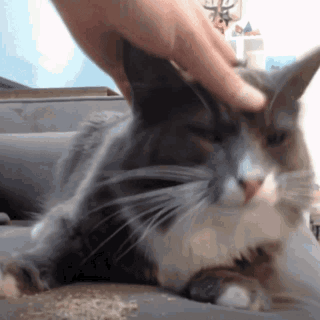 a person petting a gray and white cat