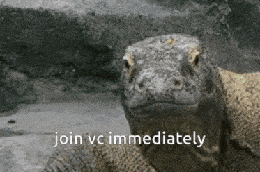 Join Vc Immediately Lizard Vc GIF - Join Vc Immediately Lizard Vc Join Vc Immediately Komodo GIFs