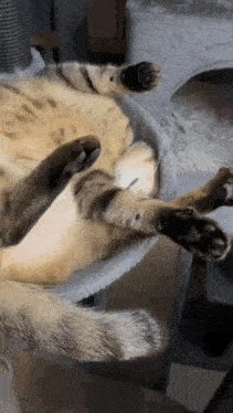 a cat is laying on its back in a cat bed