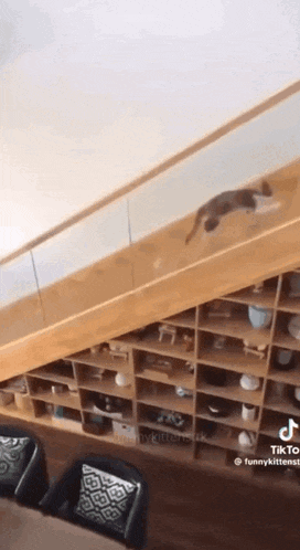 a cat is walking down a staircase next to a shelf .