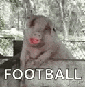 a pig with red lips is sitting on a fence and says `` football '' .