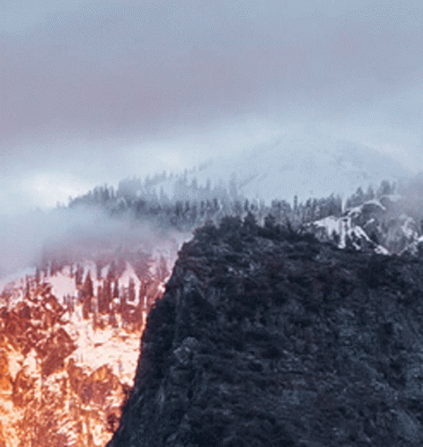 Trees Nature GIF - Trees Nature Test GIFs