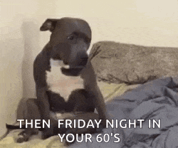 a dog is sitting on a bed with the words `` then friday night in your 60 's '' written next to it .