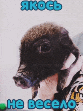 a pig is being held by a person with the words " he весело " below it