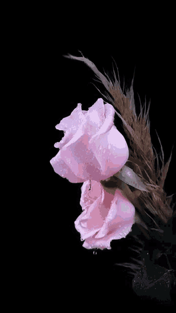 a close up of two pink roses with water drops on them on a black background .
