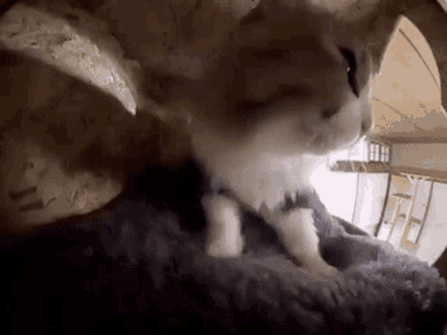 a cat is looking out of a hole in a wooden tree .