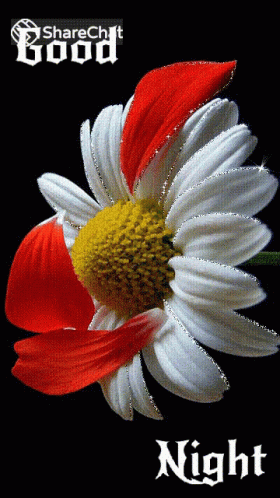 Flowers Shedding GIF - Flowers Shedding White Flowers GIFs