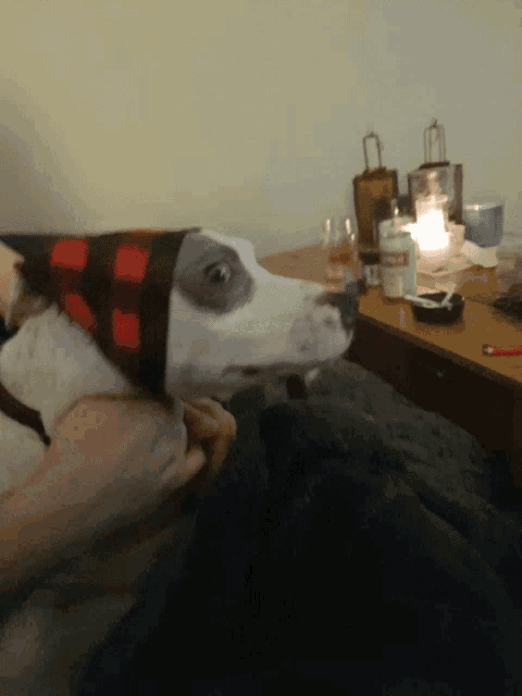 a dog wearing a plaid hat sits on someone 's lap