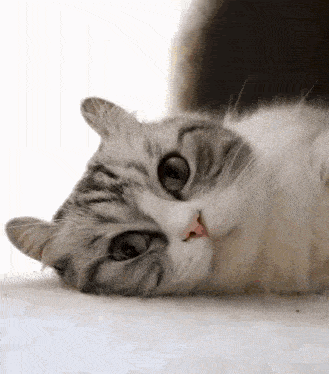 a cat is laying on its back on a white surface looking at the camera .