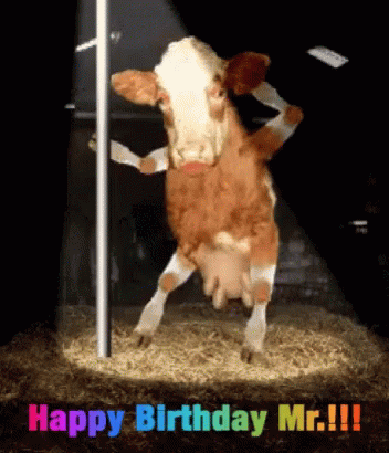 Happy Birthday Mr Birthday Cow GIF - Happy Birthday Mr Birthday Cow Mr Cow Birthday GIFs