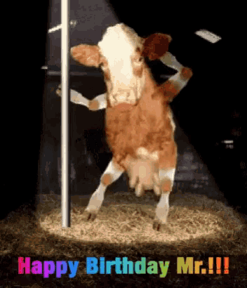 a birthday card with a cow on a pole