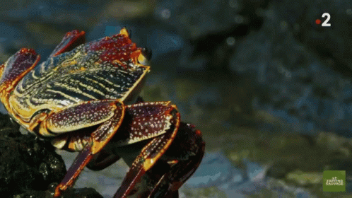 Crab Jump GIF - Crab Jump Go For It GIFs