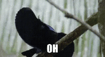 a black bird is perched on a tree branch with the word oh written below it .