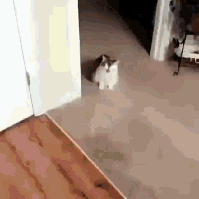 a cat is standing on a wooden floor in a hallway .