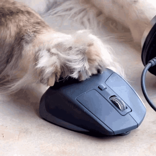 Dog Using Mouse Vessbroz GIF