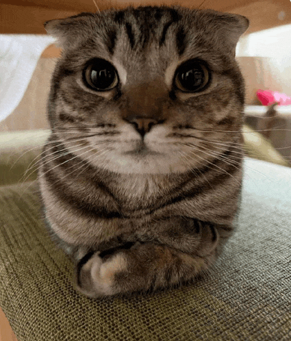 a close up of a cat laying on a green couch