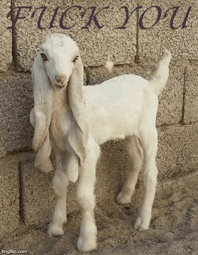 a baby goat standing in front of a brick wall with the words " fuck you " on it