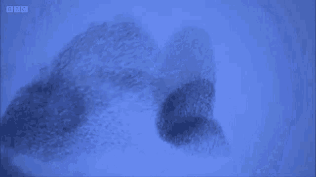 Starlings Swarm GIF - Starlings Swarm Superswarm GIFs