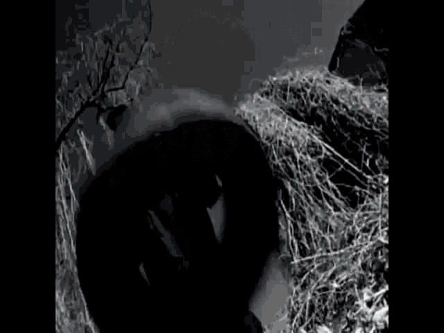 a black and white photo of a man standing next to a tree in a forest .