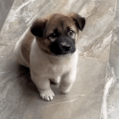 a small brown and white puppy is standing on a tiled floor .