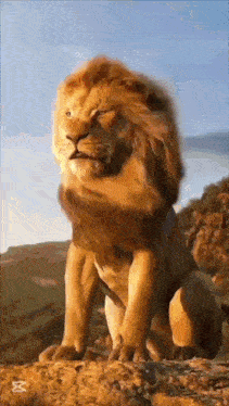 a lion is standing on top of a rocky hill looking at the camera .