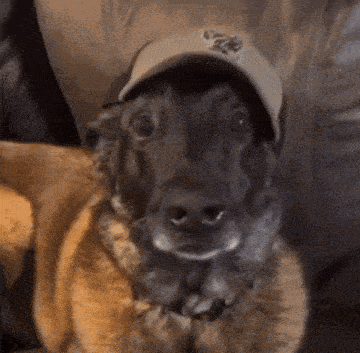 a close up of a dog wearing a hat that says ' the ' on it