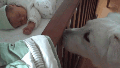 a baby is sleeping in a crib and a dog is standing next to it