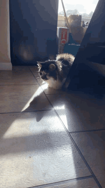 Cat Maine GIF - Cat Maine Coon GIFs