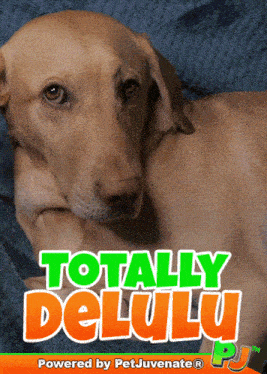a picture of a dog with the words totally delulu