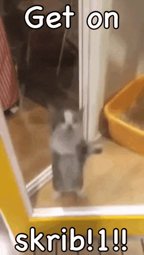a cat is standing in front of a door with the words `` get on skrib ! '' written on it .