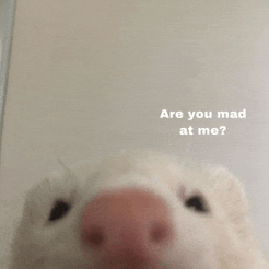 a close up of a stuffed animal with the words are you mad at me