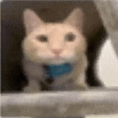 a close up of a cat with a blue collar looking out a window .