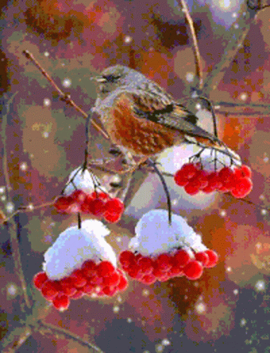 Winter Snow GIF - Winter Snow Birds GIFs