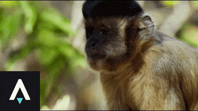 a close up of a monkey wearing a black hat with the letter a behind it