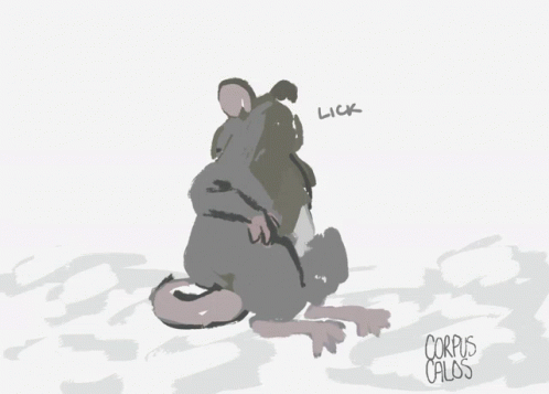 Rat Moment Rat GIF - Rat Moment Rat Pet Rat GIFs