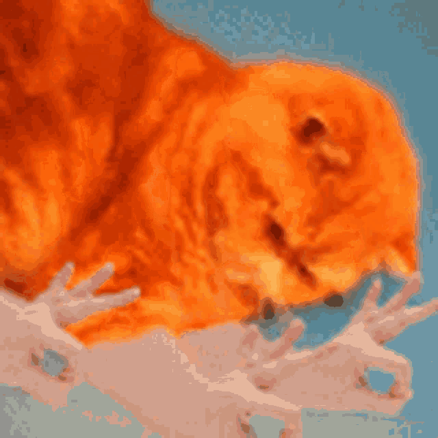 Cat Gizmo GIF - Cat Gizmo Funny GIFs