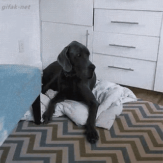 Hello! Baby Here To Remind You, Life Is Not Fair. GIF - Dogandbaby Dog Baby GIFs