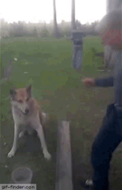 a dog is standing next to a man in a field .