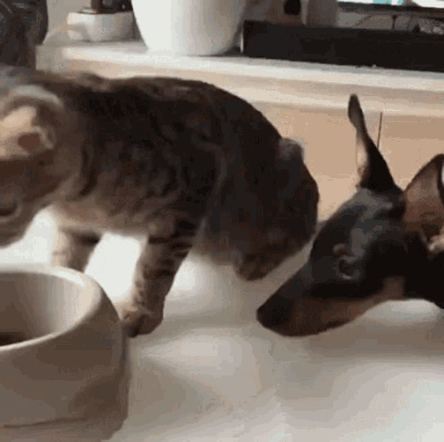 Potes Friends GIF - Potes Friends Cat GIFs