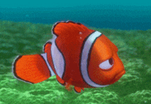 a clown fish is swimming in the ocean looking angry