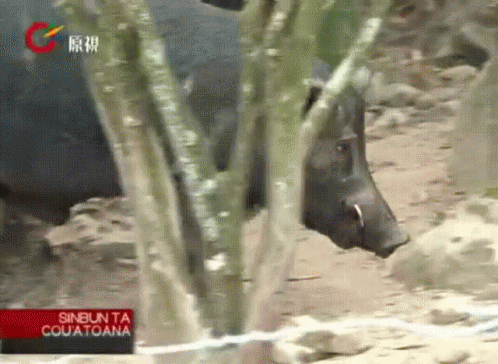 茶山部落山豬王 Boar King'S Free Run Boars In The Tea Mountain Tribe Of Taiwan GIF - 山豬boar GIFs