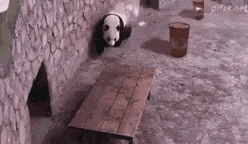 a panda bear is standing next to a wooden table in a zoo enclosure .