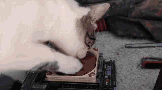 a cat is playing with a fan on a motherboard with a swiss army knife next to it